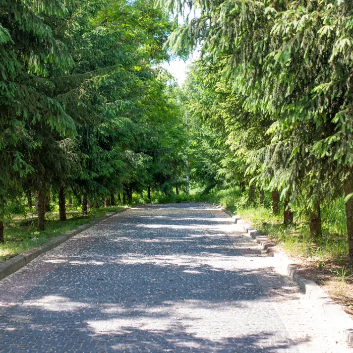 Lush Green Internal Road